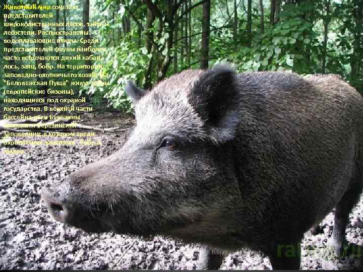 Животный мир сочетает представителей широколиственных лесов, тайги и лесостепи. Распространены водоплавающие птицы. Среди представителей