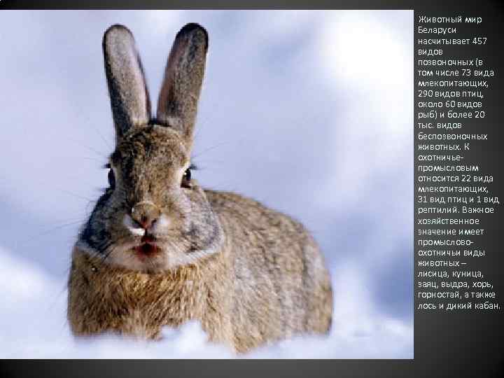Животный мир Беларуси насчитывает 457 видов позвоночных (в том числе 73 вида млекопитающих, 290
