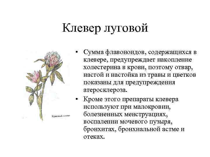 Клевер луговой лечебные применение. Клевер Луговой в народной медицине. Лечебные свойства клевера красного Лугового. Клевер Луговой описание в медицине. Клевер красный Луговой строение.