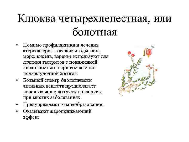 Клюква четырехлепестная, или болотная • Помимо профилактики и лечения атеросклероза, свежие ягоды, сок, морс,