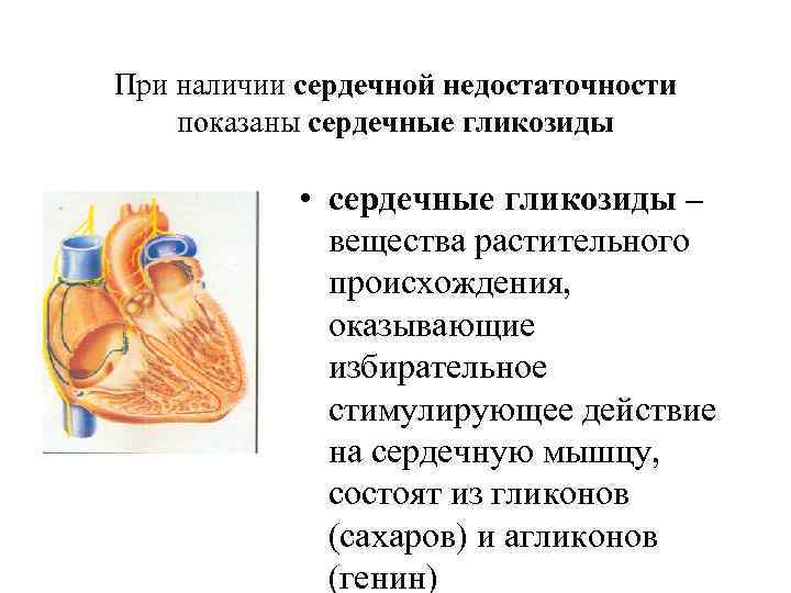 При наличии сердечной недостаточности показаны сердечные гликозиды • сердечные гликозиды – вещества растительного происхождения,
