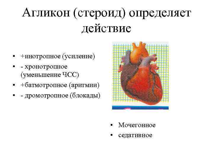 Агликон (стероид) определяет действие • +инотропное (усиление) • - хронотропное (уменьшение ЧСС) • +батмотропное