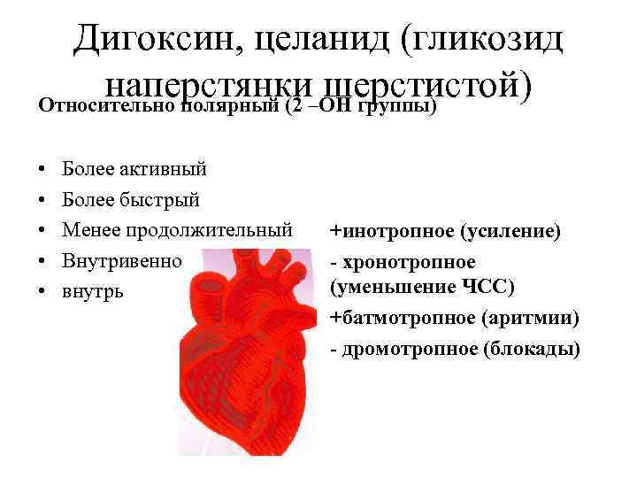 Дигоксин, целанид (гликозид наперстянки–ОН группы) шерстистой) Относительно полярный (2 • • • Более активный