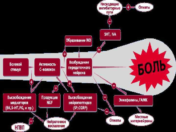 NGF – фактор роста нервов, ВК – брадикинин, 5 НТ – 5 -гидрокситриптамин (серотонин),