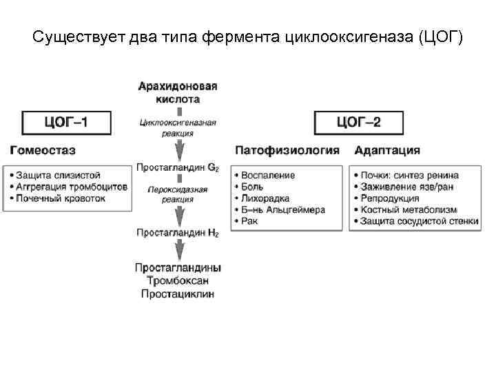 Существует два типа фермента циклооксигеназа (ЦОГ) 