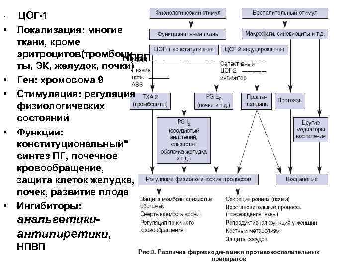  • • • ЦОГ-1 Локализация: многие ткани, кроме эритроцитов(тромбоци НПВП ты, ЭК, желудок,