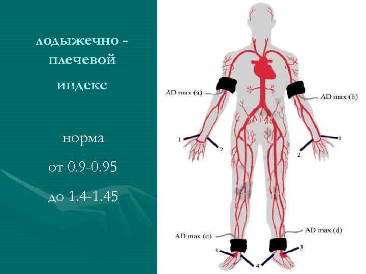 лодыжечно плечевой индекс норма от 0. 9 -0. 95 до 1. 4 -1. 45