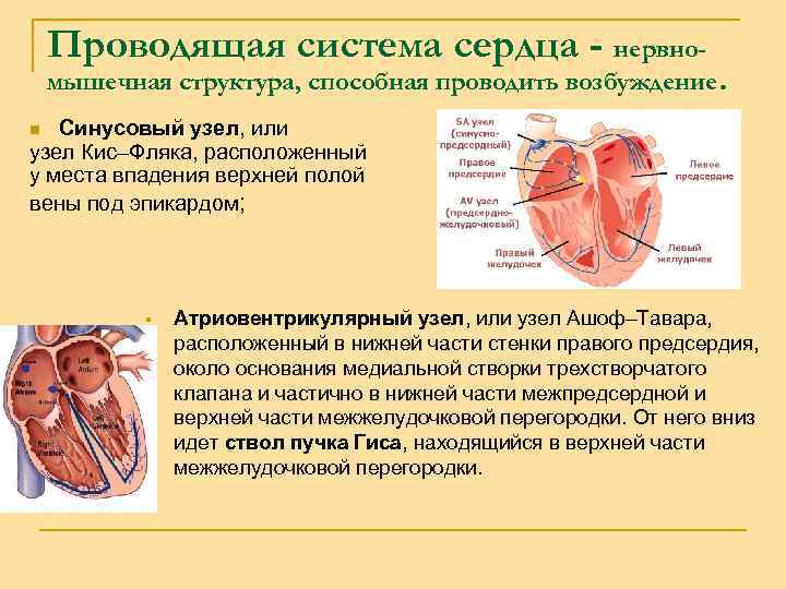 Проводящая система сердца - нервно- мышечная структура, способная проводить возбуждение. Синусовый узел, или узел
