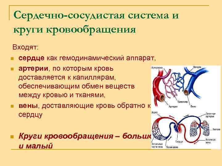 Сердечно-сосудистая система и круги кровообращения Входят: n n сердце как гемодинамический аппарат, артерии, по