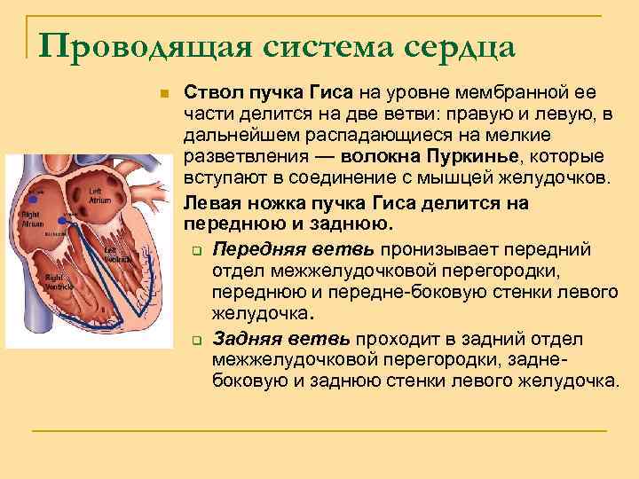Проводящая система сердца n n Ствол пучка Гиса на уровне мембранной ее части делится