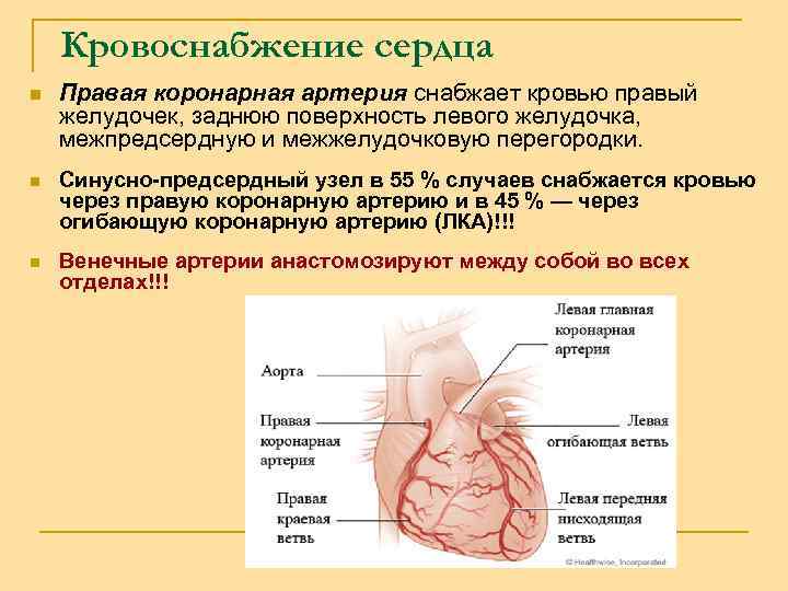 Кровоснабжение сердца n Правая коронарная артерия снабжает кровью правый желудочек, заднюю поверхность левого желудочка,