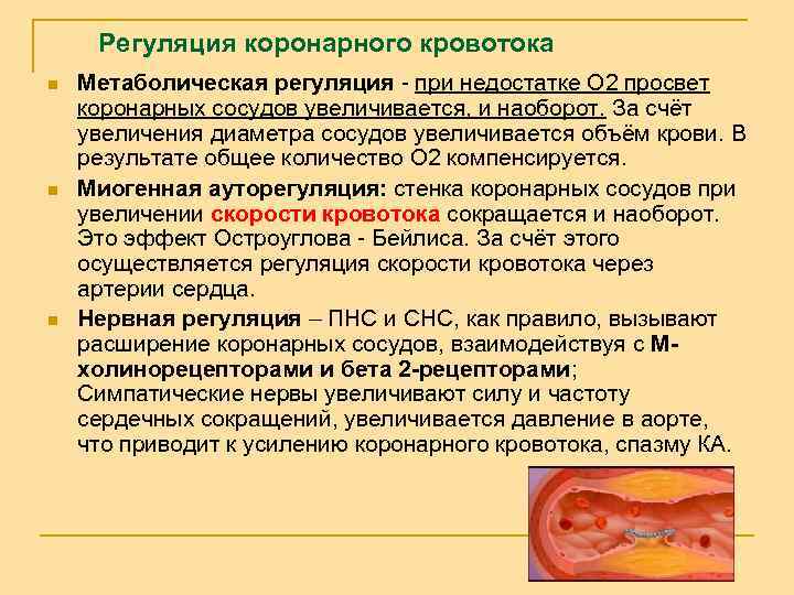 Регуляция коронарного кровотока n n n Метаболическая регуляция - при недостатке О 2 просвет