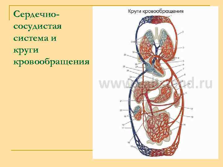 Сердечнососудистая система и круги кровообращения 