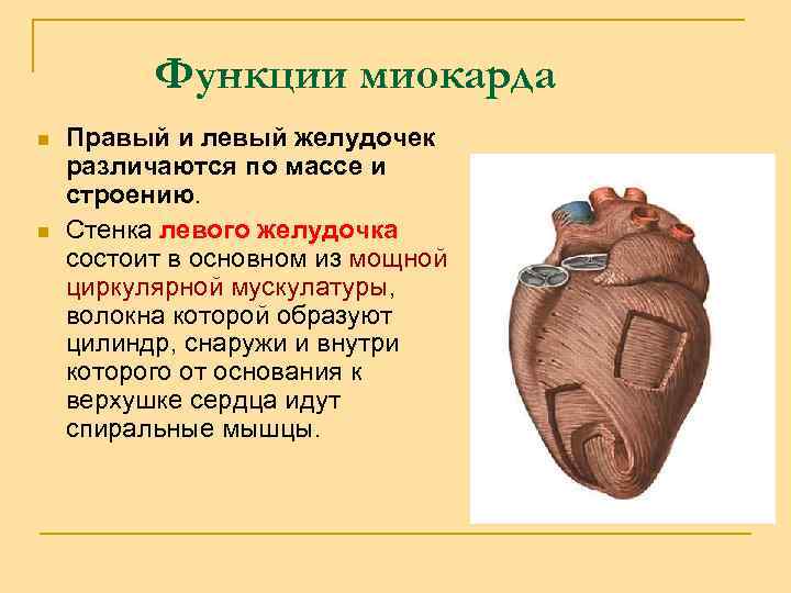Функции миокарда n n Правый и левый желудочек различаются по массе и строению. Стенка
