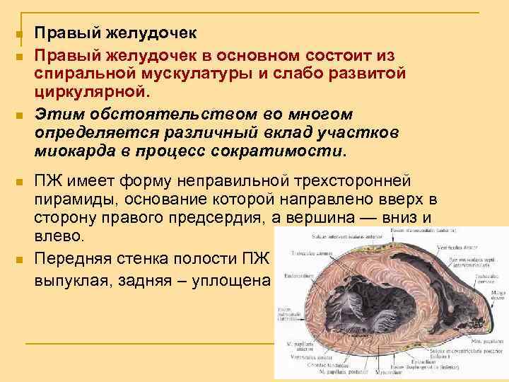 n n n Правый желудочек в основном состоит из спиральной мускулатуры и слабо развитой