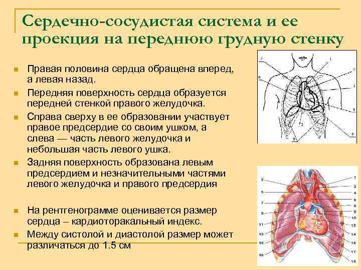 Сердечно-сосудистая система и ее проекция на переднюю грудную стенку n n Правая половина сердца