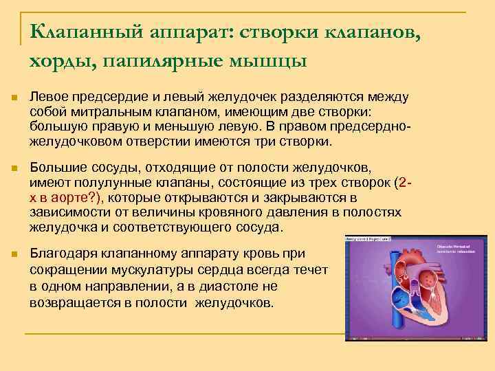 Клапанный аппарат: створки клапанов, хорды, папилярные мышцы n Левое предсердие и левый желудочек разделяются