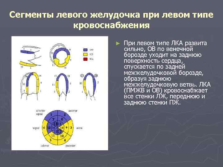 Сегменты левого желудочка на эхокг схема