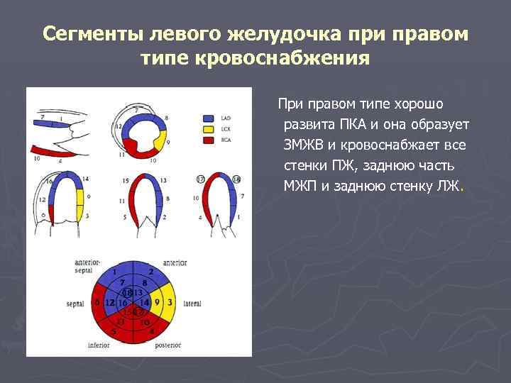 Сегменты левого желудочка при правом типе кровоснабжения При правом типе хорошо развита ПКА и