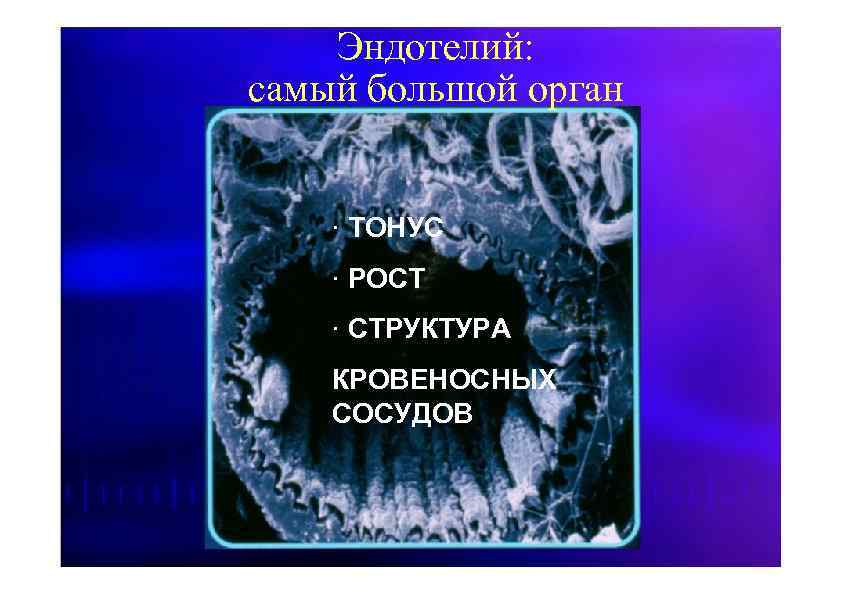 Эндотелий: самый большой орган · ТОНУС · РОСТ · СТРУКТУРА КРОВЕНОСНЫХ СОСУДОВ 
