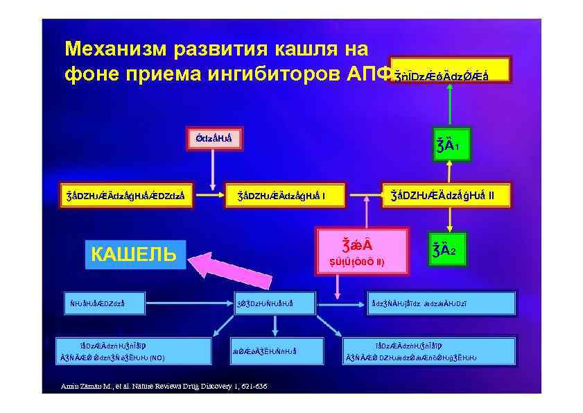Механизм развития кашля на фоне приема ингибиторов АПФǮǹȊǲǼǿȀǳǾǼǻ ǾǳǻǶǻ ǮǻǱǶǼȀǳǻǵǶǻǼǱǳǻ ǮȀ1 ǮǽȂ КАШЕЛЬ ǸǶǻǶǻǼǱǳǻ