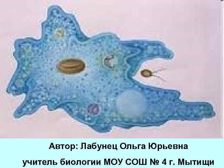 ПРОСТЕЙШИЕ Автор: Лабунец Ольга Юрьевна учитель биологии МОУ СОШ № 4 г. Мытищи 