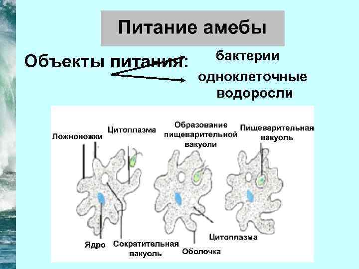 Объекты питания: бактерии одноклеточные водоросли 