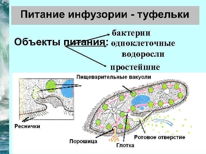 бактерии Объекты питания: одноклеточные водоросли простейшие 