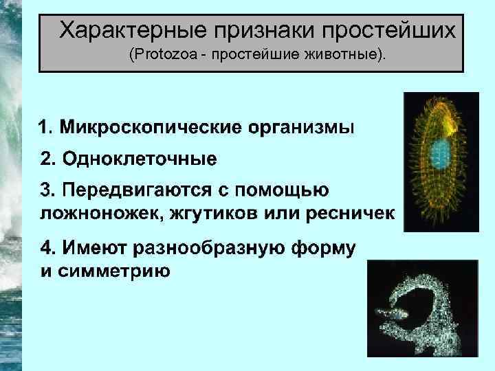 Характерные признаки простейших (Protozoa - простейшие животные). 