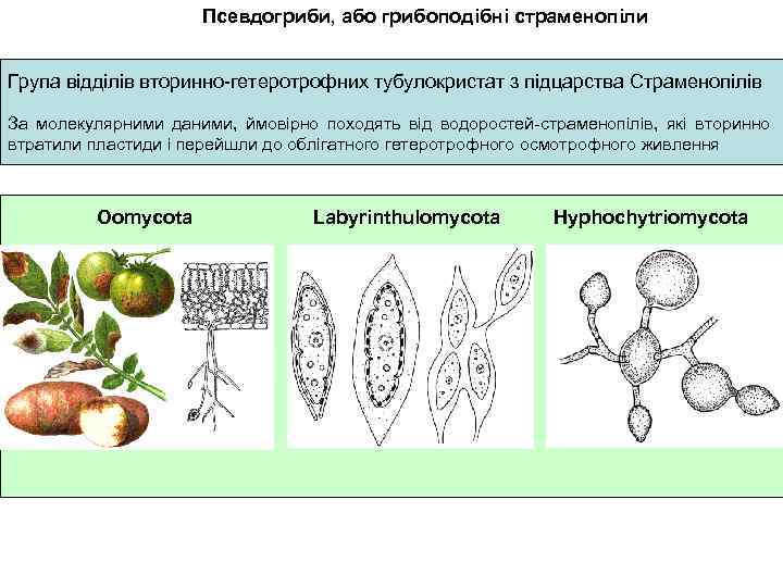 Псевдогриби, або грибоподібні страменопіли Група відділів вторинно-гетеротрофних тубулокристат з підцарства Страменопілів За молекулярними даними,