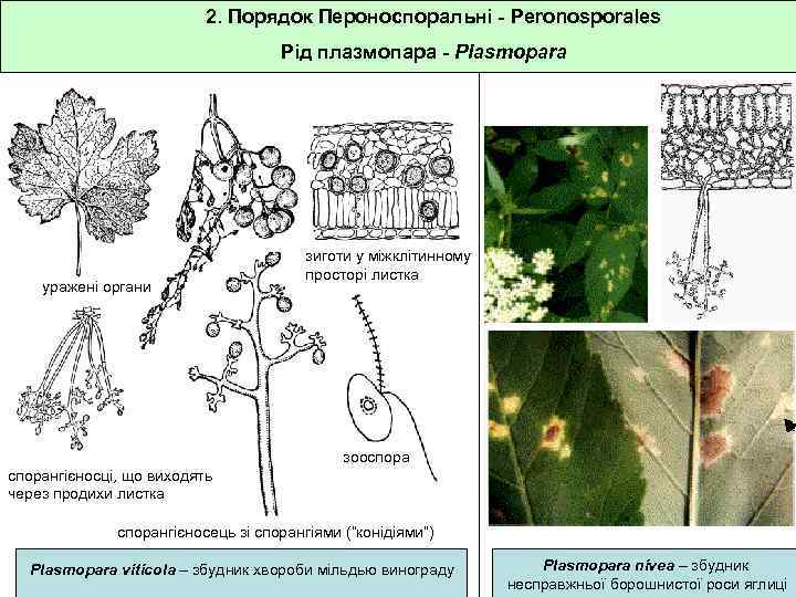 2. Порядок Пероноспоральні - Peronosporales Рід плазмопара - Plasmopara уражені органи зиготи у міжклітинному