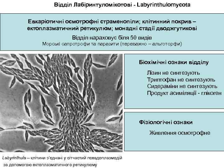 Відділ Лабіринтуломікотові - Labyrinthulomycota Евкаріотичні осмотрофні страменопіли; клітинний покрив – ектоплазматичний ретикулюм; монадні стадії