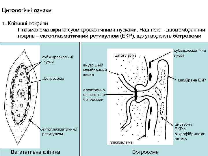 Цитологічні ознаки 1. Клітинні покриви Плазмалема вкрита субмікроскопічними лусками. Над нею – двомембранний покрив