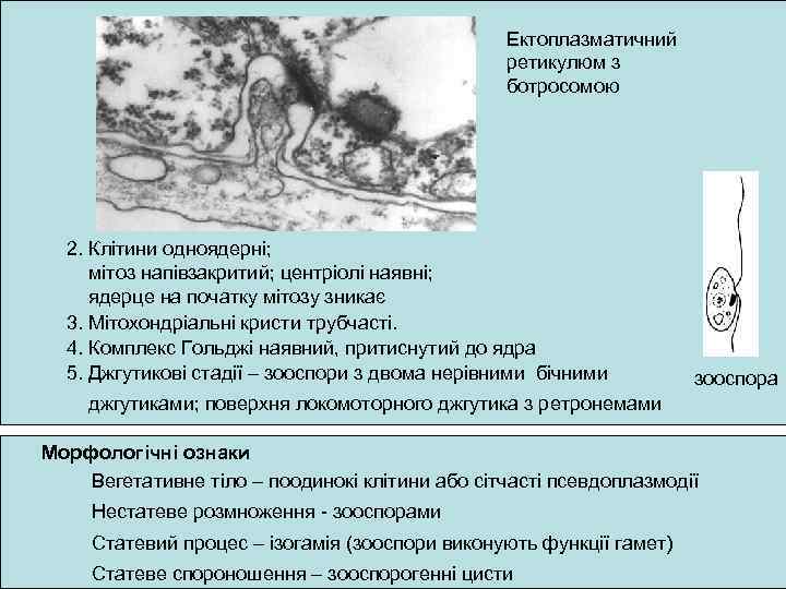 Ектоплазматичний ретикулюм з ботросомою 2. Клітини одноядерні; мітоз напівзакритий; центріолі наявні; ядерце на початку