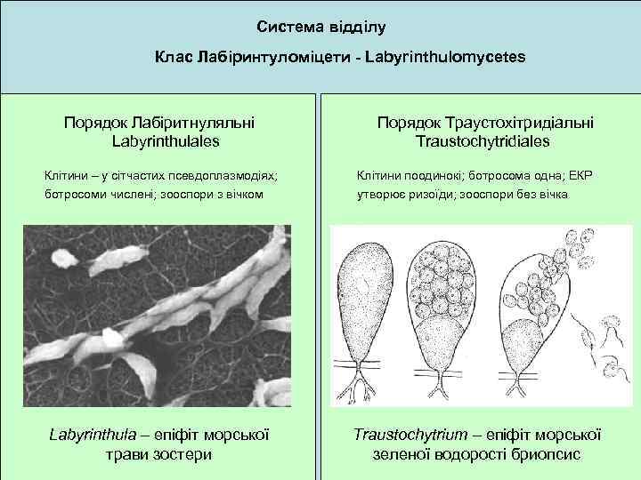 Система відділу Клас Лабіринтуломіцети - Labyrinthulomycetes Порядок Лабіритнуляльні Labyrinthulales Порядок Траустохітридіальні Traustochytridiales Клітини –