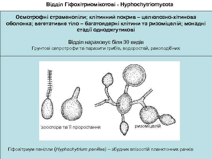 Відділ Гіфохітриомікотові - Hyphochytriomycota Осмотрофні страменопіли; клітинний покрив – целюлозно-хітинова оболонка; вегетативне тіло –