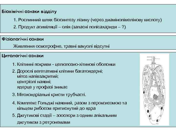 Біохімічні ознаки відділу 1. Рослинний шлях біосинтезу лізину (через диамінопімелінову кислоту) 2. Продукт асиміляції