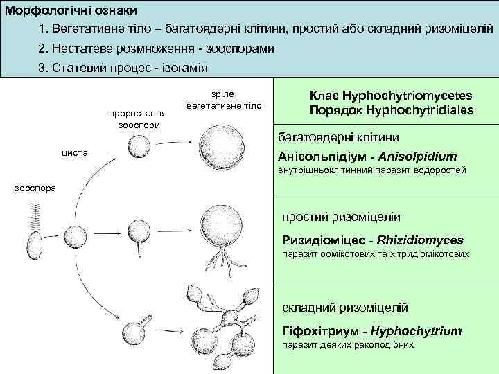 Морфологічні ознаки 1. Вегетативне тіло – багатоядерні клітини, простий або складний ризоміцелій 2. Нестатеве