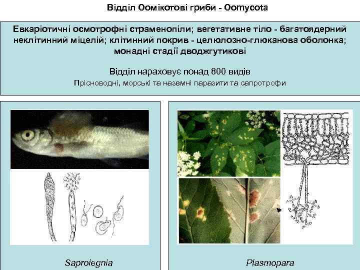 Відділ Оомікотові гриби - Oomycota Евкаріотичні осмотрофні страменопіли; вегетативне тіло - багатоядерний неклітинний міцелій;