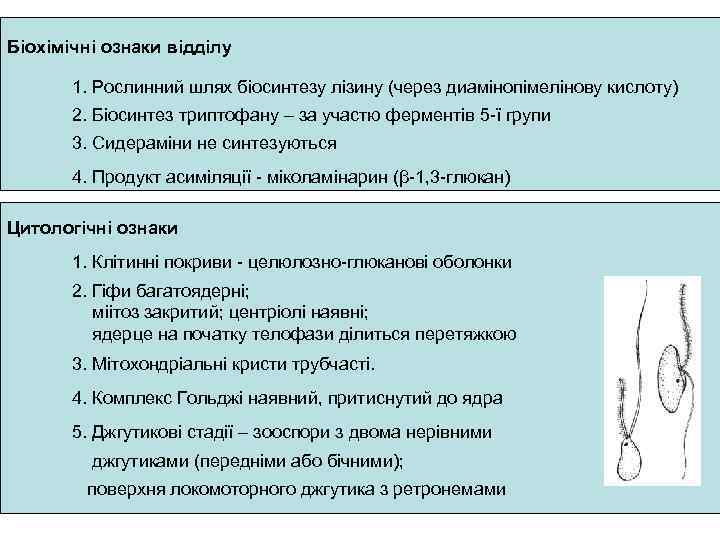 Біохімічні ознаки відділу 1. Рослинний шлях біосинтезу лізину (через диамінопімелінову кислоту) 2. Біосинтез триптофану