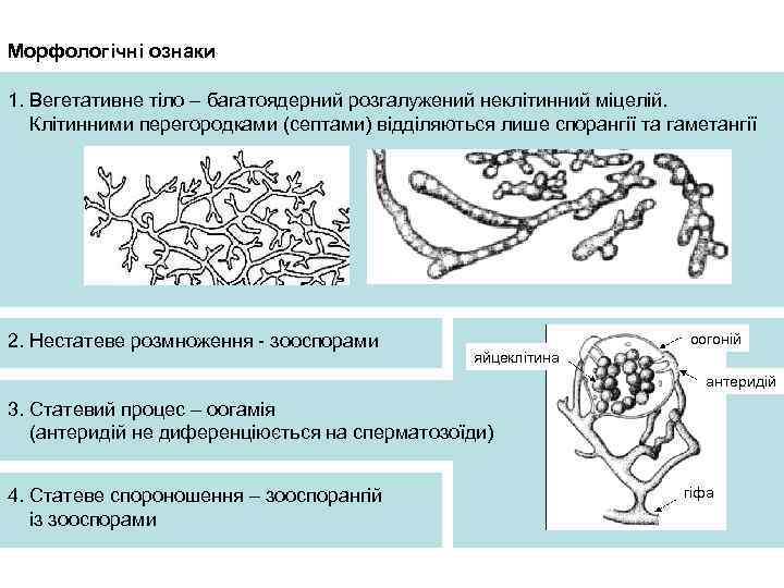 Морфологічні ознаки 1. Вегетативне тіло – багатоядерний розгалужений неклітинний міцелій. Клітинними перегородками (септами) відділяються