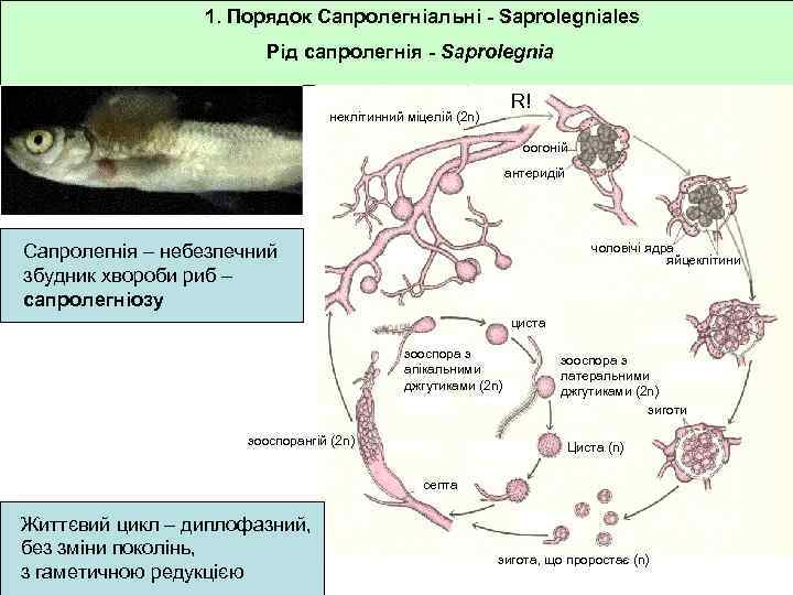 1. Порядок Сапролегніальні - Saprolegniales Рід сапролегнія - Saprolegnia R! неклітинний міцелій (2 n)