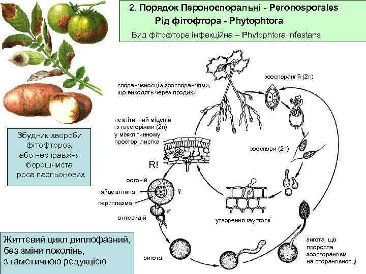 2. Порядок Пероноспоральні - Peronosporales Рід фітофтора - Phytophtora Вид фітофтора інфекційна – Phytophtora