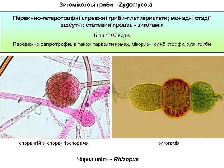 Зигомікотові гриби – Zygomycota Первинно-гетеротрофні справжні гриби-платикристати; монадні стадії відсутні; статевий процес - зигогамія