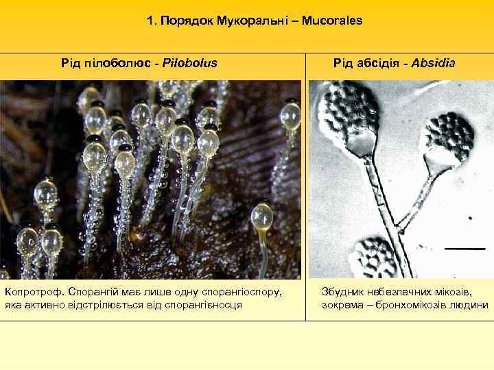 1. Порядок Мукоральні – Mucorales Рід пілоболюс - Pilobolus Копротроф. Спорангій має лише одну