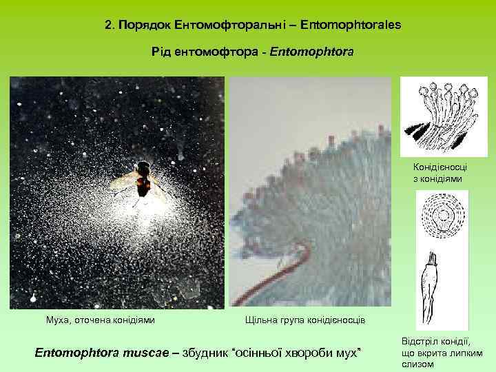 2. Порядок Ентомофторальні – Entomophtorales Рід ентомофтора - Entomophtora Конідієносці з конідіями Муха, оточена