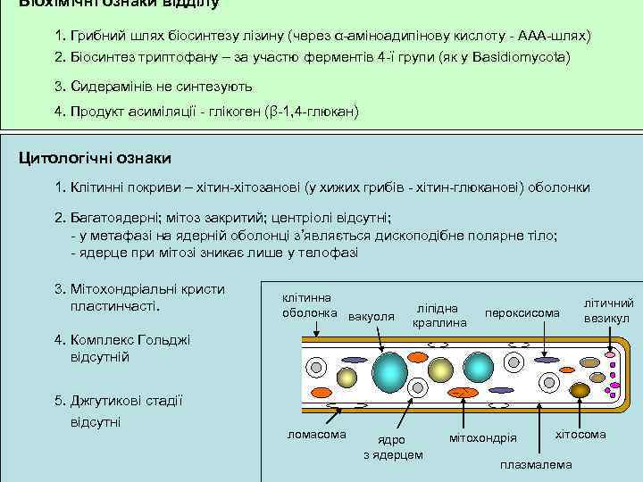 Біохімічні ознаки відділу 1. Грибний шлях біосинтезу лізину (через α-аміноадипінову кислоту - ААА-шлях) 2.