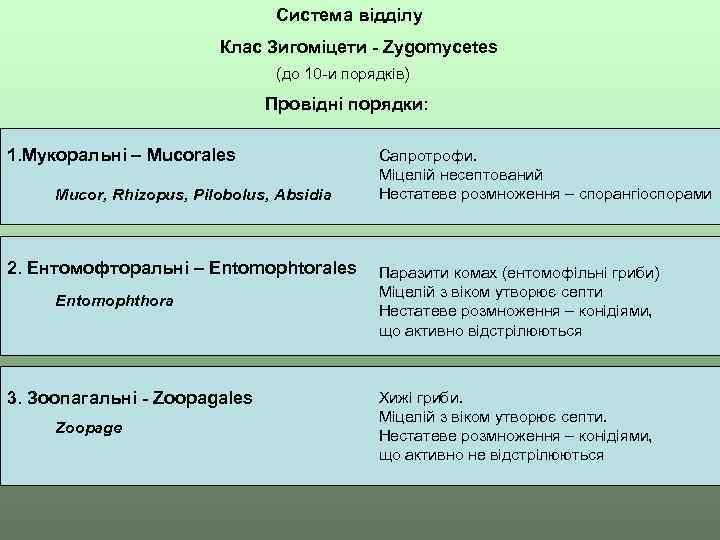Система відділу Клас Зигоміцети - Zygomycetes (до 10 -и порядків) Провідні порядки: 1. Мукоральні