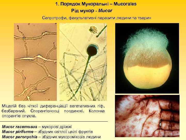 1. Порядок Мукоральні – Mucorales Рід мукор - Mucor Сапротрофи, факультативні паразити людини та