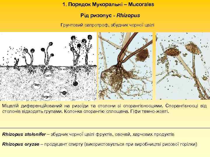 1. Порядок Мукоральні – Mucorales Рід ризопус - Rhizopus Грунтовий сапротроф, збудник чорної цвілі